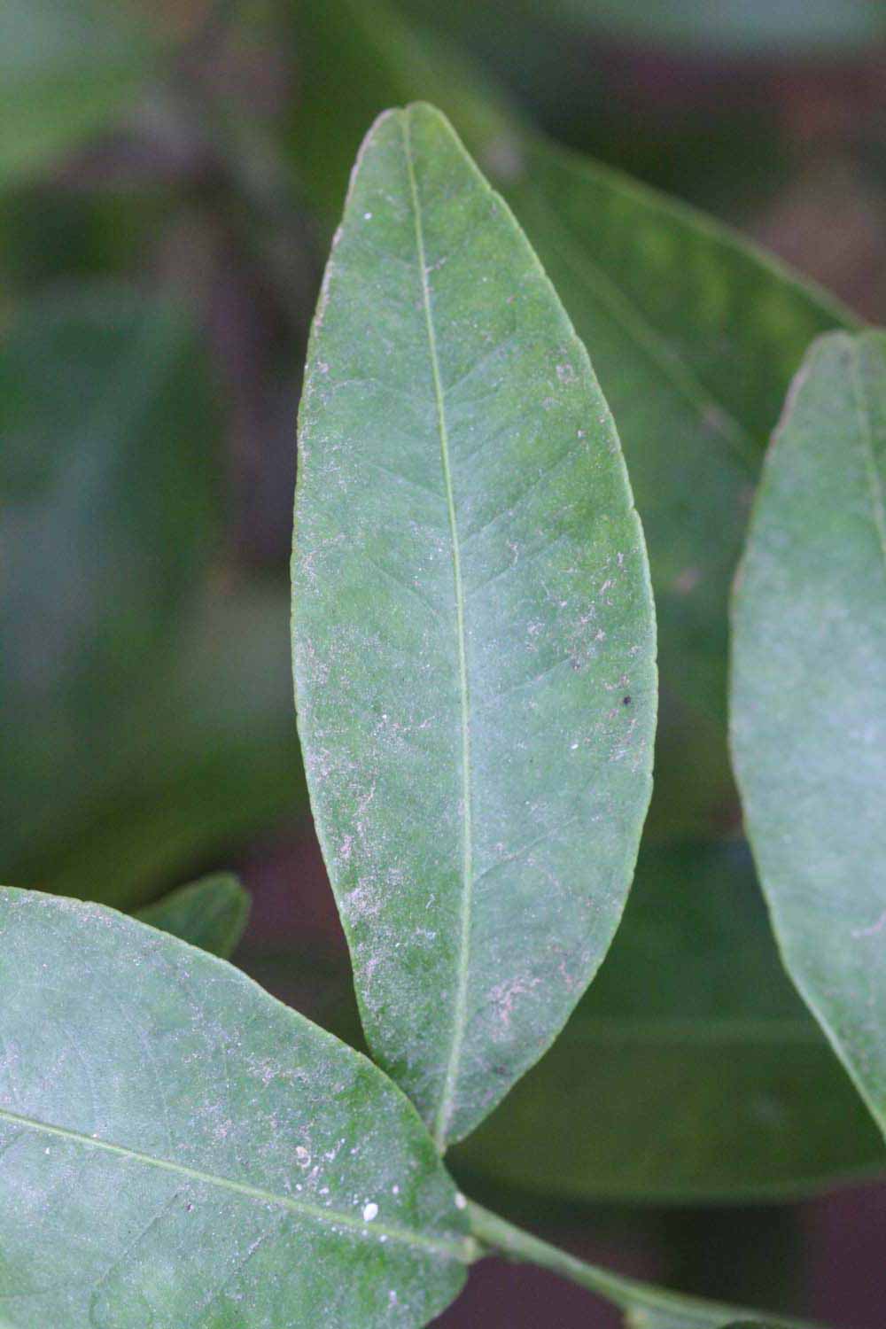              Unifoliolate leaf (Riverside, CA)       